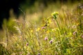 Alpine summerÃÂ meadow purple, blue and yellow flowers with spring gentian Gentiana verna and grass in the background in